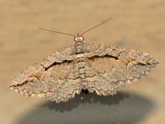 Chrysolarentia plagiocausta