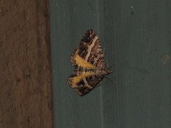 Chrysolarentia vicissata