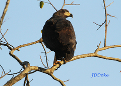 Buteogallus solitarius