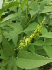 Orbexilum onobrychis