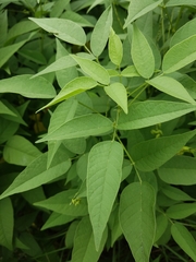 Orbexilum onobrychis