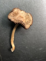 Panaeolus foenisecii