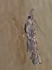 Crocydopora cinigerella