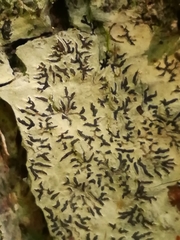 Phaeographis dendritica