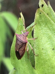 Euschistus ictericus