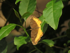 Lepidoptera