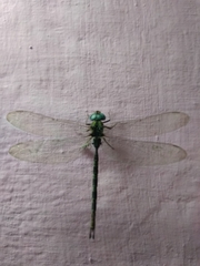 Gynacantha dravida