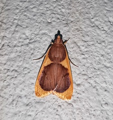 Prooedema inscisalis