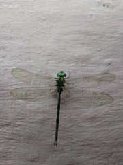 Gynacantha dravida