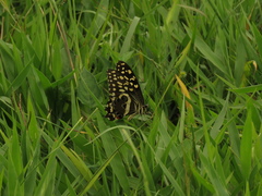 Papilio demodocus demodocus