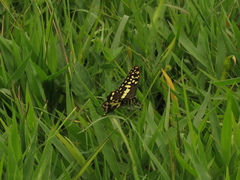Papilio demodocus demodocus