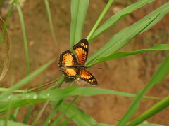 Lepidoptera