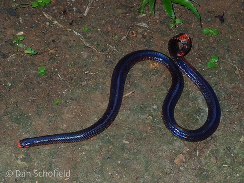 Black Pipe Snake