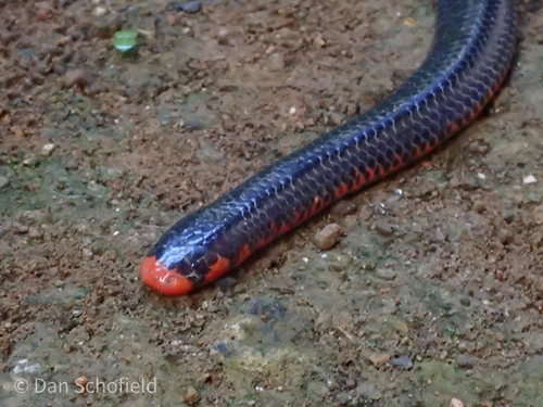 Black Pipe Snake