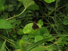 Lepidoptera