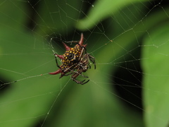 Gasteracantha curvispina