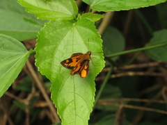Hesperiinae