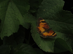 Lepidoptera