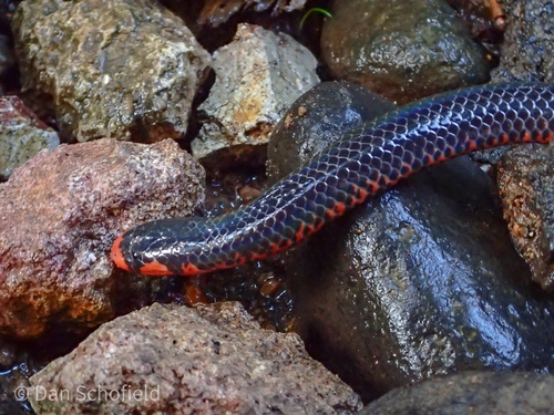 Black Pipe Snake