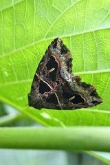 Avatha rufiscripta