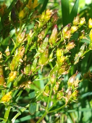 Hypericum tetrapterum