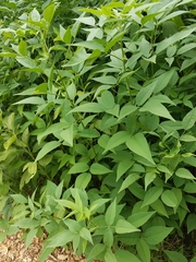 Orbexilum onobrychis