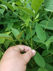 Orbexilum onobrychis