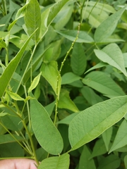 Orbexilum onobrychis