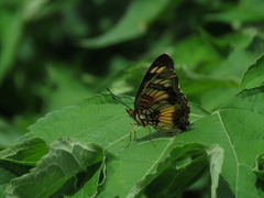 Lepidoptera