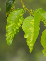 Taphrina ulmi