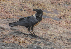 Corvus albus
