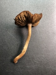 Panaeolus foenisecii