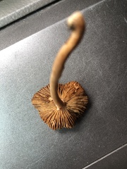 Panaeolus foenisecii