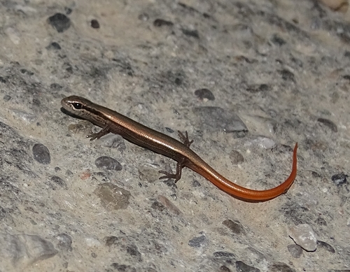 European Copper Skink, photo 6 of 7