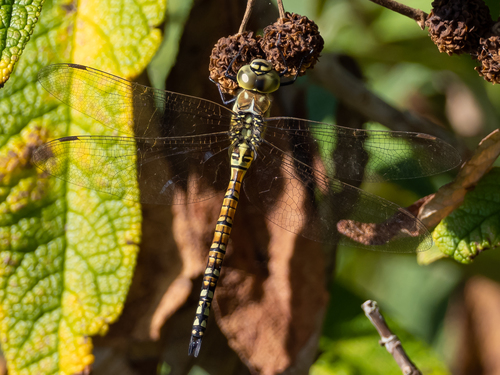 Southern Migrant Hawker