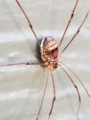 Leiobunum calcar