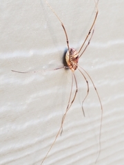 Leiobunum calcar