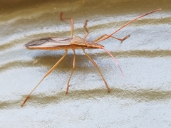 Protenor belfragei