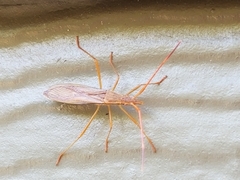 Protenor belfragei