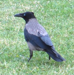 Corvus cornix