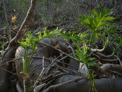 Philodendron warszewiczii