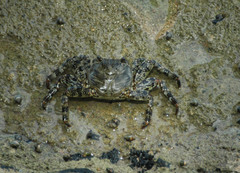 Grapsus adscensionis