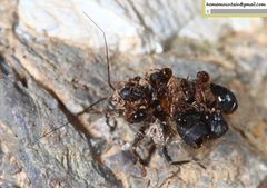 Acanthaspis cincticrus