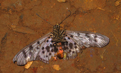 Acraea niobe