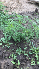 Ambrosia artemisiifolia