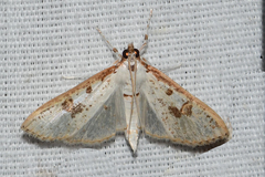 Palpita illibalis