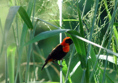 Euplectes hordeaceus