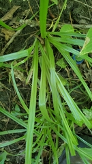 Carex leptonervia