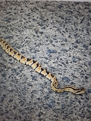 Crotalus mictlantecuhtli