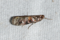 Dioryctria pygmaeella
